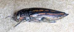 Buprestis lineata