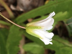 Cerastium glabratum