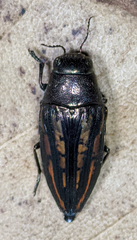 Buprestis lineata