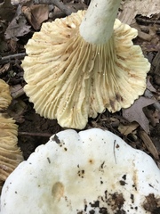 Lactifluus subvellereus