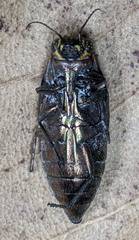 Buprestis lineata