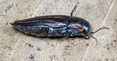 Buprestis lineata