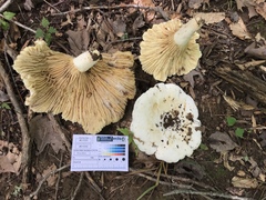 Lactifluus subvellereus