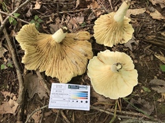 Lactifluus subvellereus