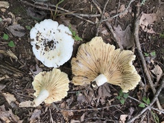 Lactifluus subvellereus