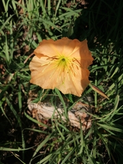 Oenothera flava