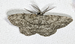 Hypomecis umbrosaria