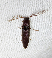 Dicrepidius palmatus