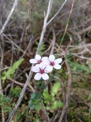 Adenandra marginata