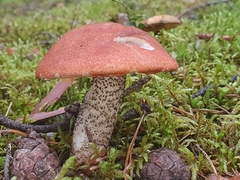 Leccinum