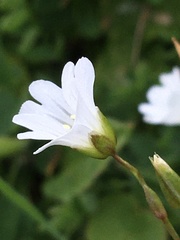 Cerastium glabratum