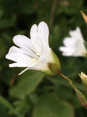 Cerastium glabratum