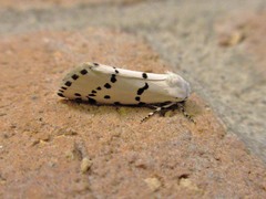Grotella binda