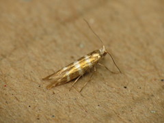 Argyresthia trifasciata
