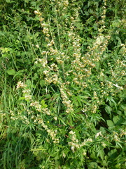 Artemisia vulgaris