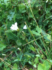 Cerastium glabratum