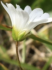 Cerastium glabratum