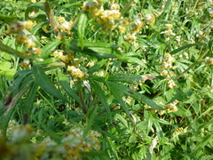 Artemisia vulgaris