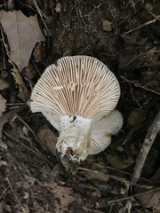 Russula eccentrica