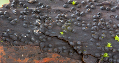 Dothideomycetes