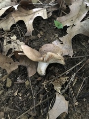 Russula eccentrica