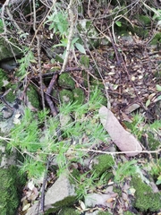 Asparagus lignosus