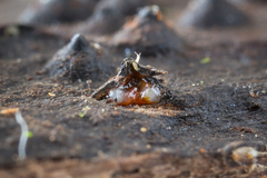 Dothideomycetes
