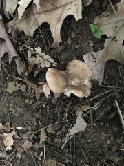 Russula eccentrica