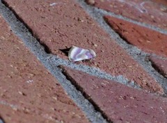 Schinia regina