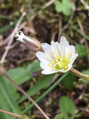 Dichodon cerastoides