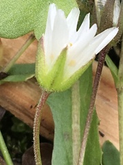 Dichodon cerastoides