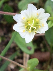 Dichodon cerastoides