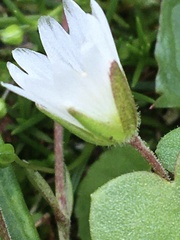Dichodon cerastoides