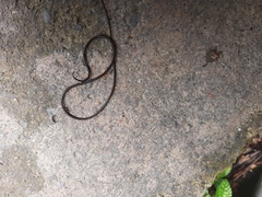 Chordodes formosanus