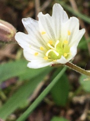 Dichodon cerastoides