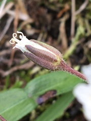Dichodon cerastoides