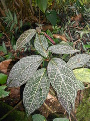 Echites rubrovenosus