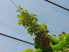 Echites rubrovenosus