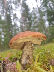 Leccinum