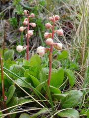 Pyrola grandiflora