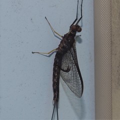 Hexagenia atrocaudata