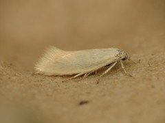 Elachista argentella