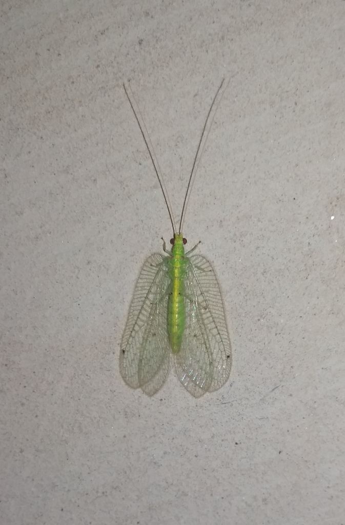 Ankylopteryx tesselata