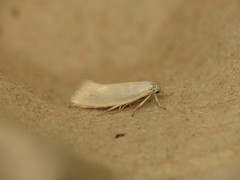 Elachista argentella