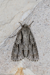 Acronicta texana