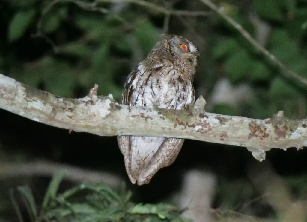 Moluccan Scops-Owl