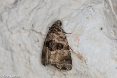 Cobubatha metaspilaris