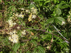 Clematis brevicaudata