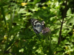 Melanargia