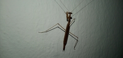 Musonia remota